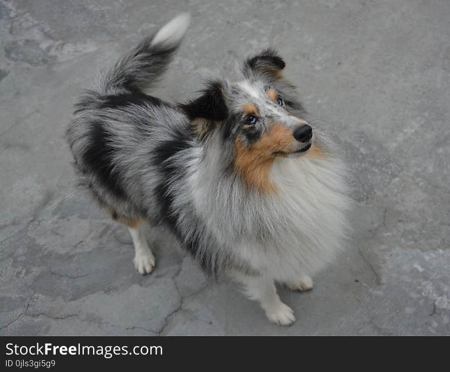 Dog, Dog Like Mammal, Dog Breed, Dog Breed Group