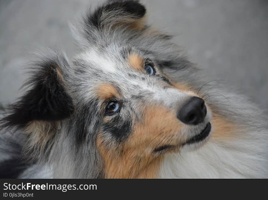 Dog, Dog Breed, Dog Like Mammal, Rough Collie