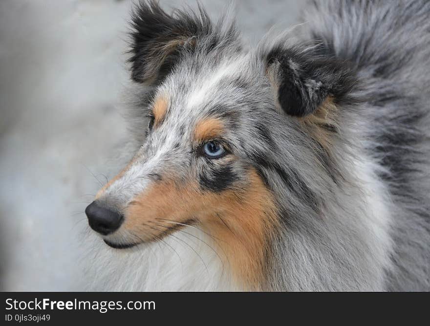 Dog, Rough Collie, Dog Like Mammal, Scotch Collie