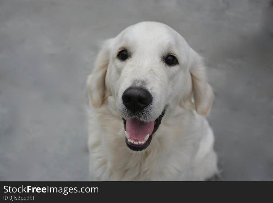 Dog, Dog Like Mammal, Dog Breed, Golden Retriever