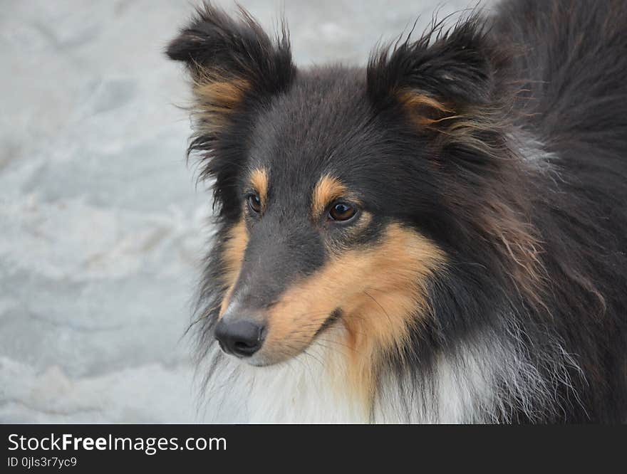 Dog, Dog Like Mammal, Scotch Collie, Rough Collie