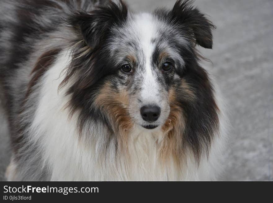 Dog, Dog Breed, Dog Like Mammal, Shetland Sheepdog