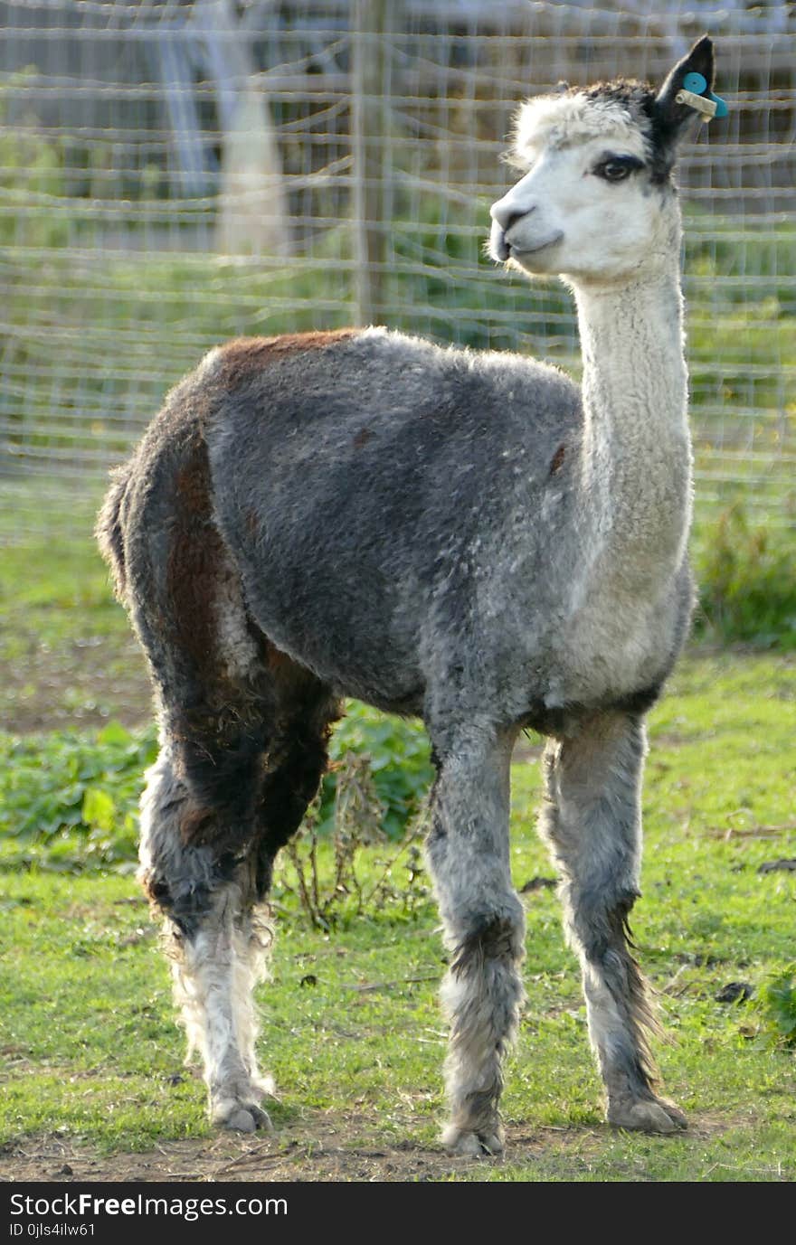 Llama, Camel Like Mammal, Alpaca, Fauna