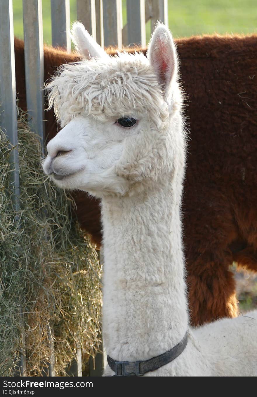 Alpaca, Camel Like Mammal, Llama, Fauna