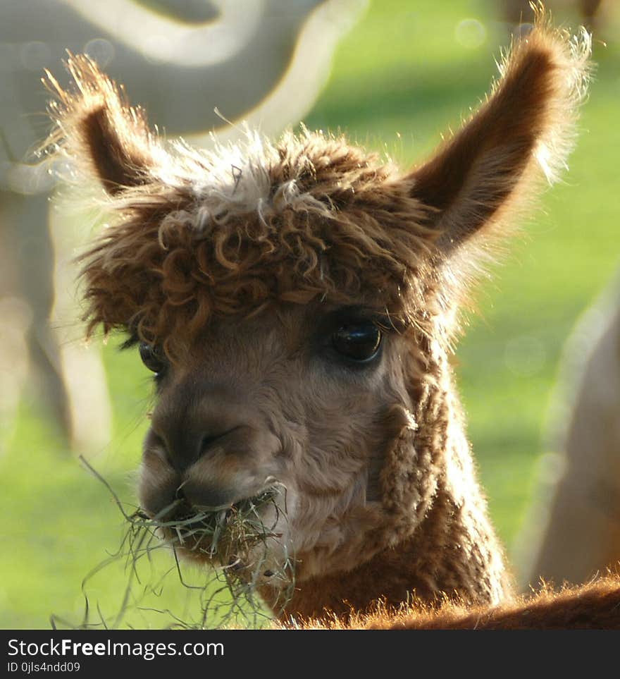 Alpaca, Camel Like Mammal, Terrestrial Animal, Llama