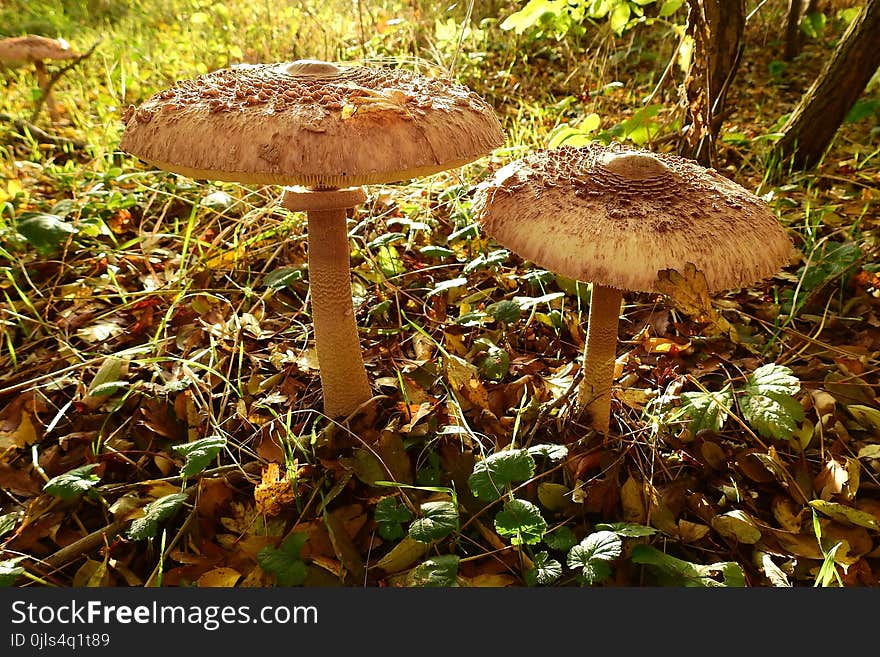 Mushroom, Fungus, Penny Bun, Edible Mushroom