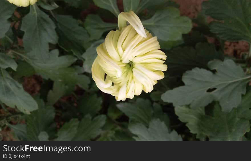 Flower, Plant, Yellow, Flora