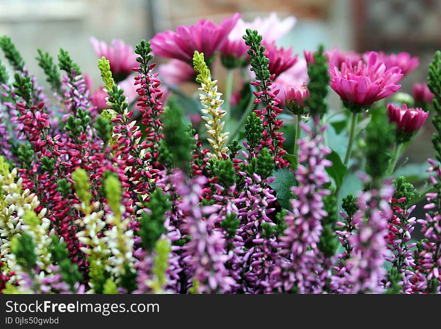 Plant, Flower, Pink, Purple