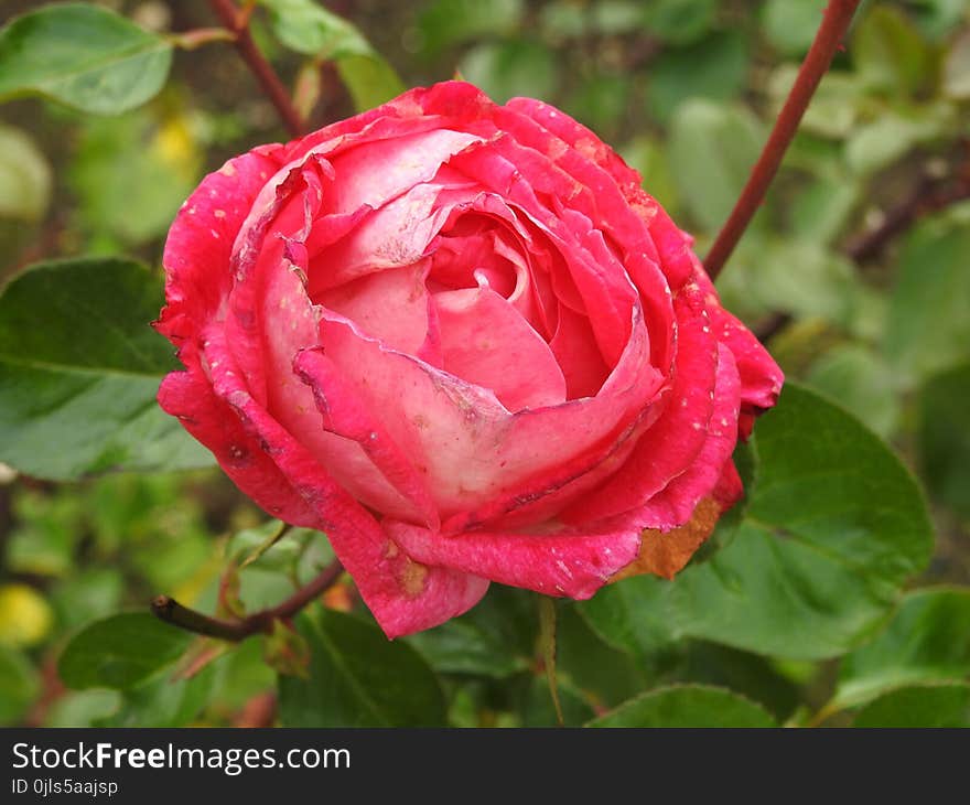 Rose, Flower, Rose Family, Garden Roses