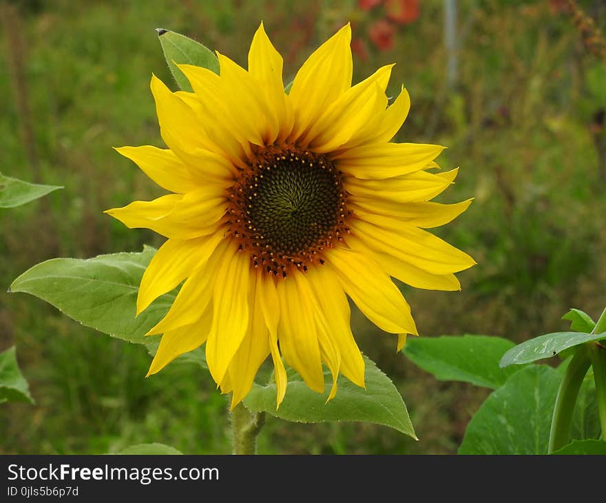 Flower, Sunflower, Yellow, Plant