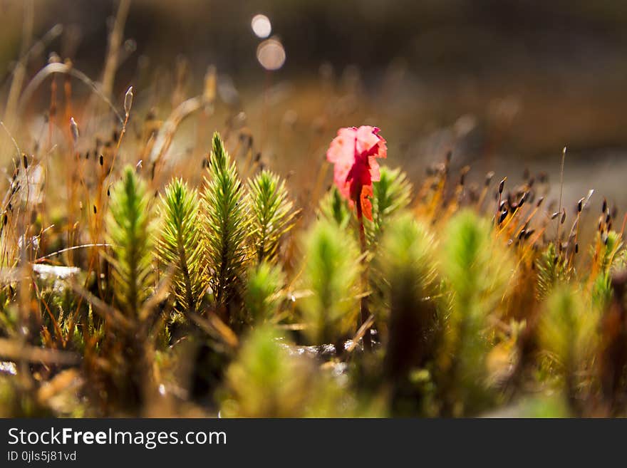 Vegetation, Close Up, Plant, Grass