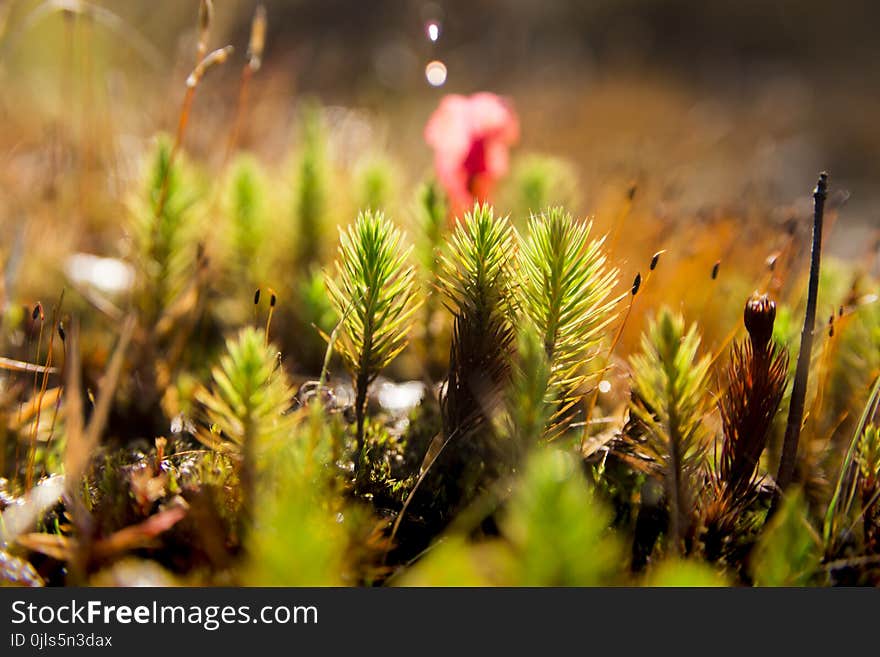 Vegetation, Leaf, Close Up, Grass