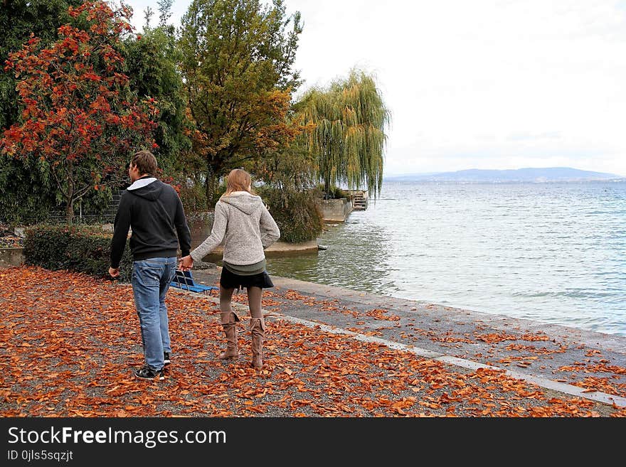 Water, Tree, Leaf, Shore