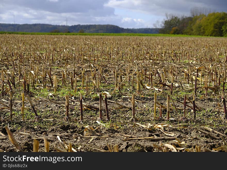 Crop, Agriculture, Field, Grass Family