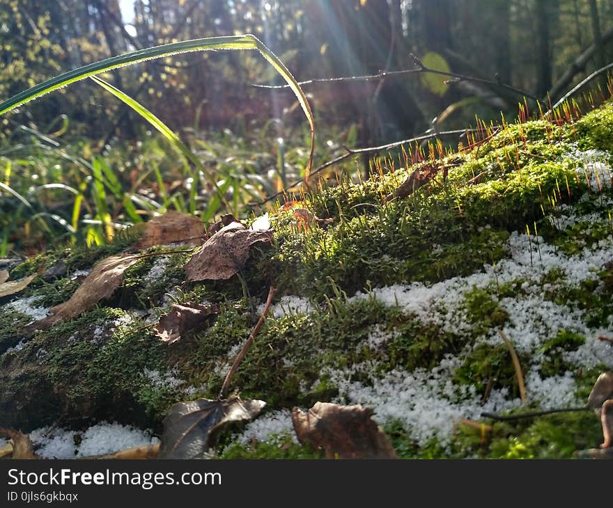 Plant, Vegetation, Ecosystem, Moss