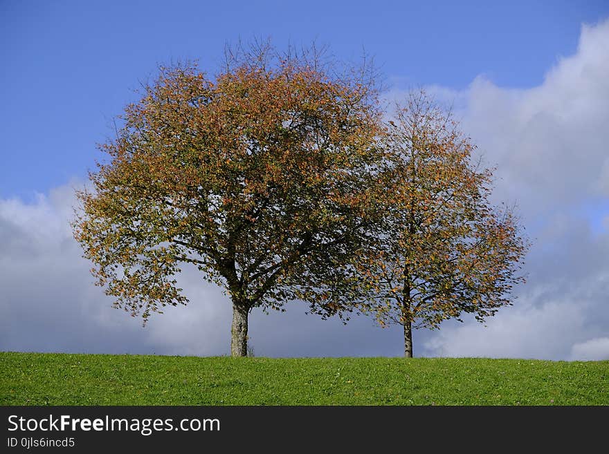 Tree, Sky, Nature, Woody Plant