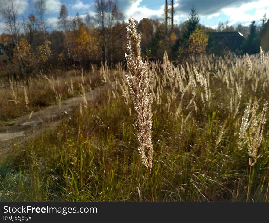 Ecosystem, Grass Family, Grass, Plant