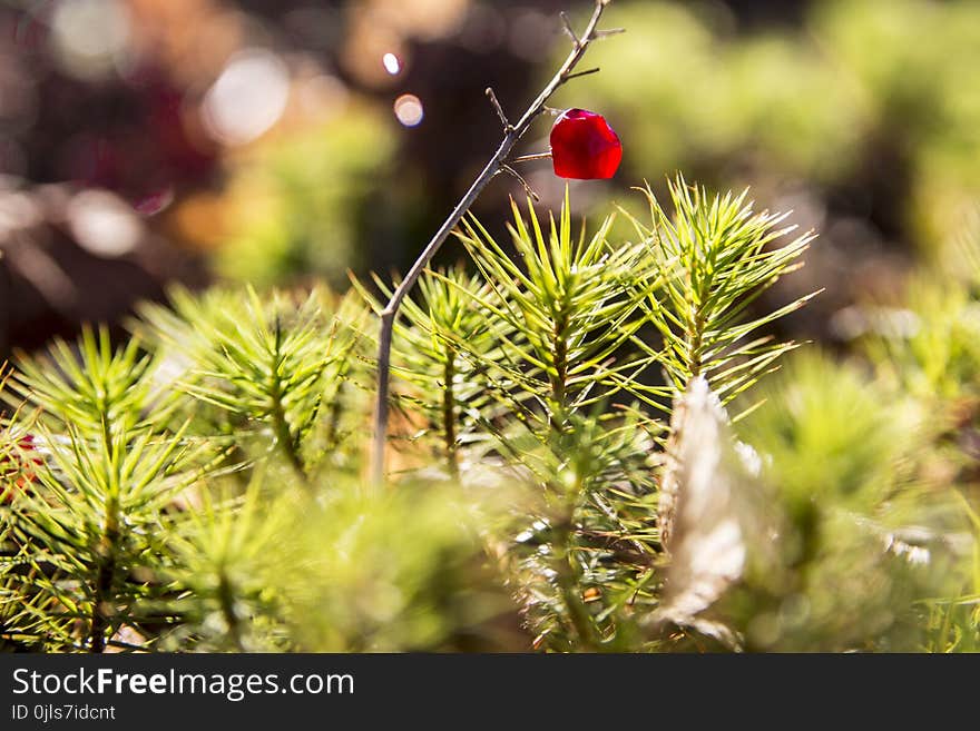 Leaf, Branch, Tree, Pine Family