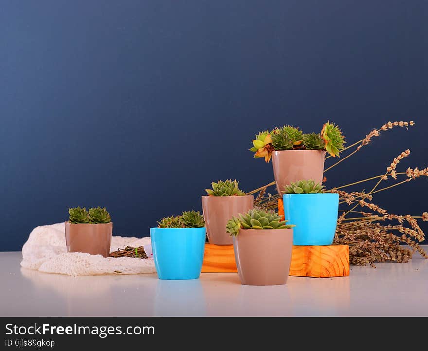 Flowerpot, Still Life Photography, Plant, Computer Wallpaper