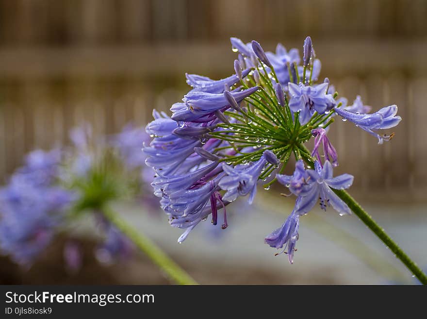 Flower, Blue, Flora, Plant