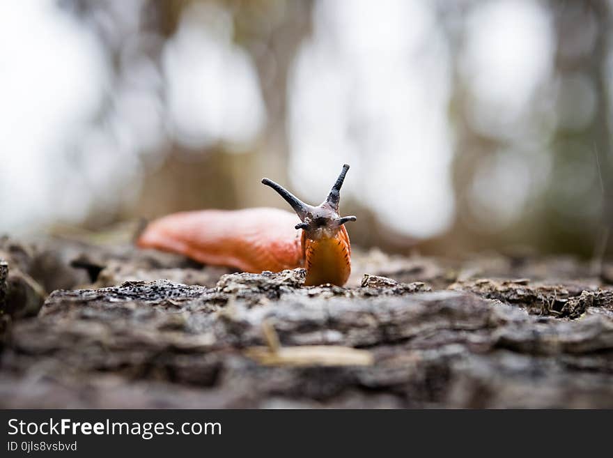 Invertebrate, Macro Photography, Insect