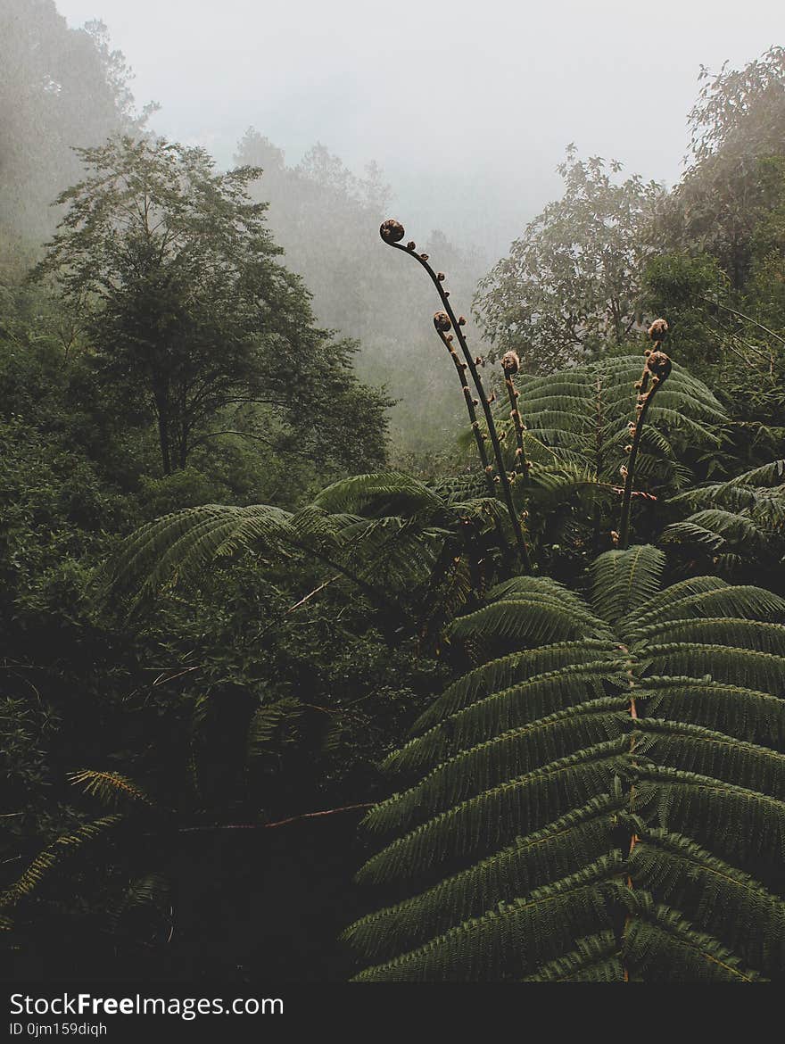 Green Fern Plant