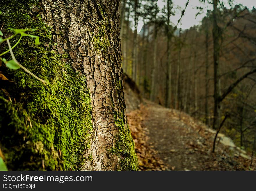 Brown Tree Bark Covered With Green Algae