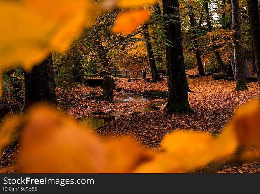 Shallow Focus Photo of Brown Dried Leaves