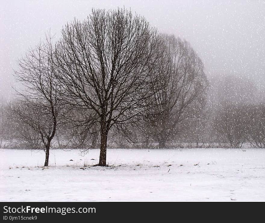 Brown Trees Covered With Snow