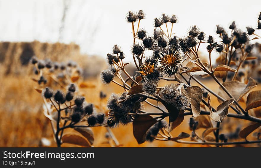 Orange Leafed Plant in Shallow Focus Photography