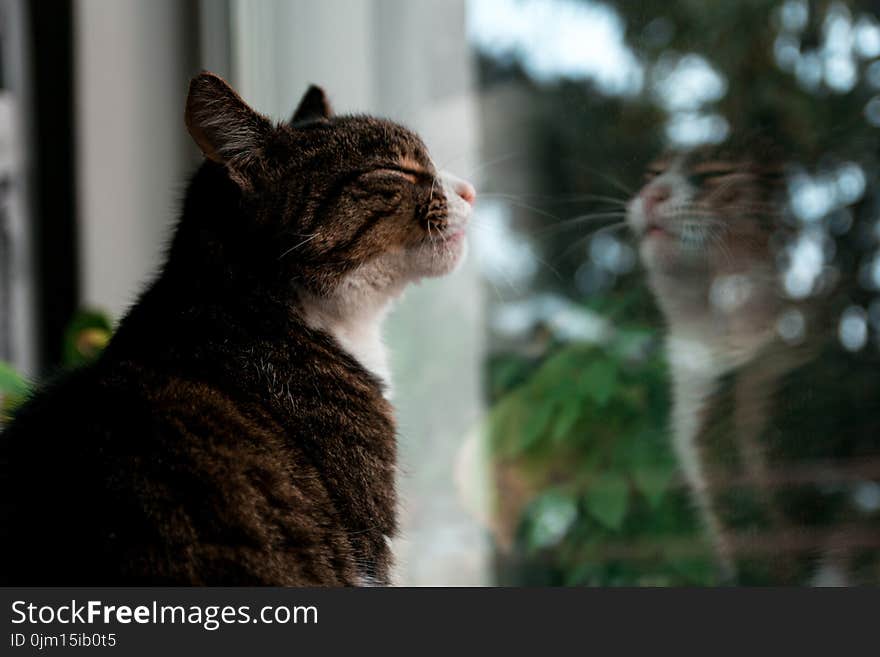 Selective Focus Photography of Brown Tabby Kitten Standing Against Glass Window