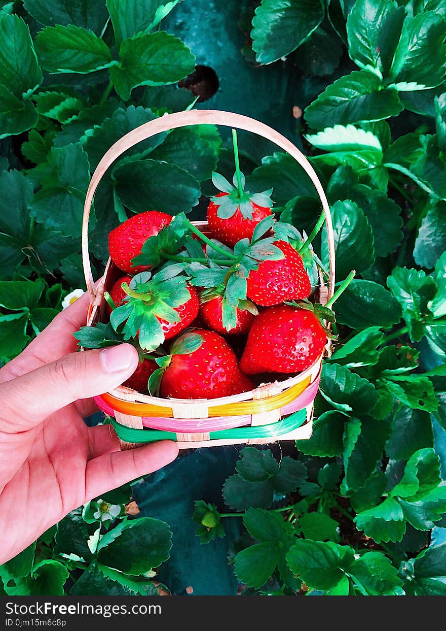 Basket of Red Strawberries