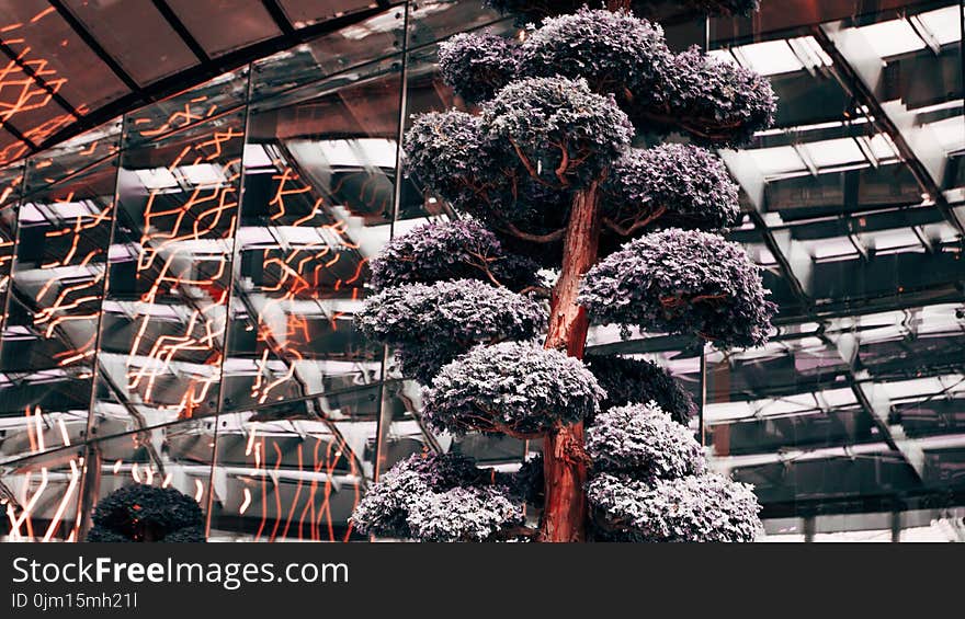 Portrait Photography of Black Leaf Tree