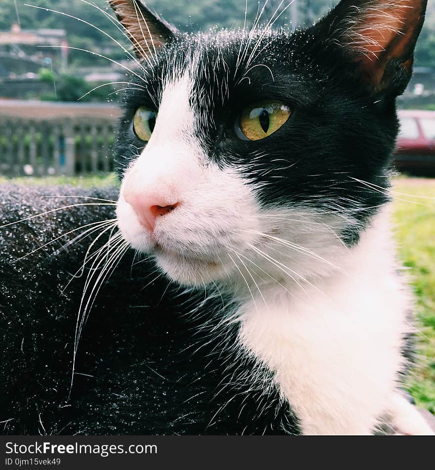 Close-up Photography of Tuxedo Cat