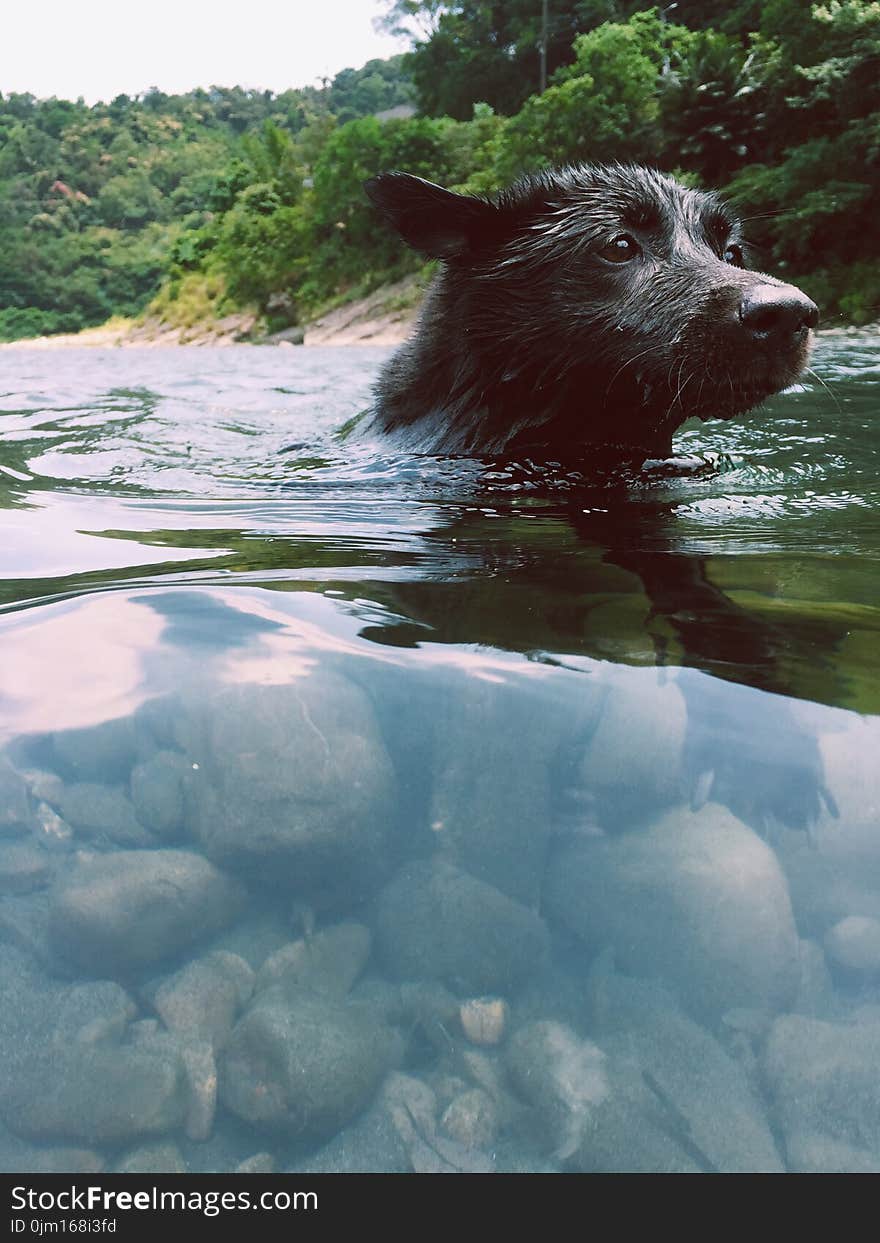 Short-coated Black Dog in Body of Water