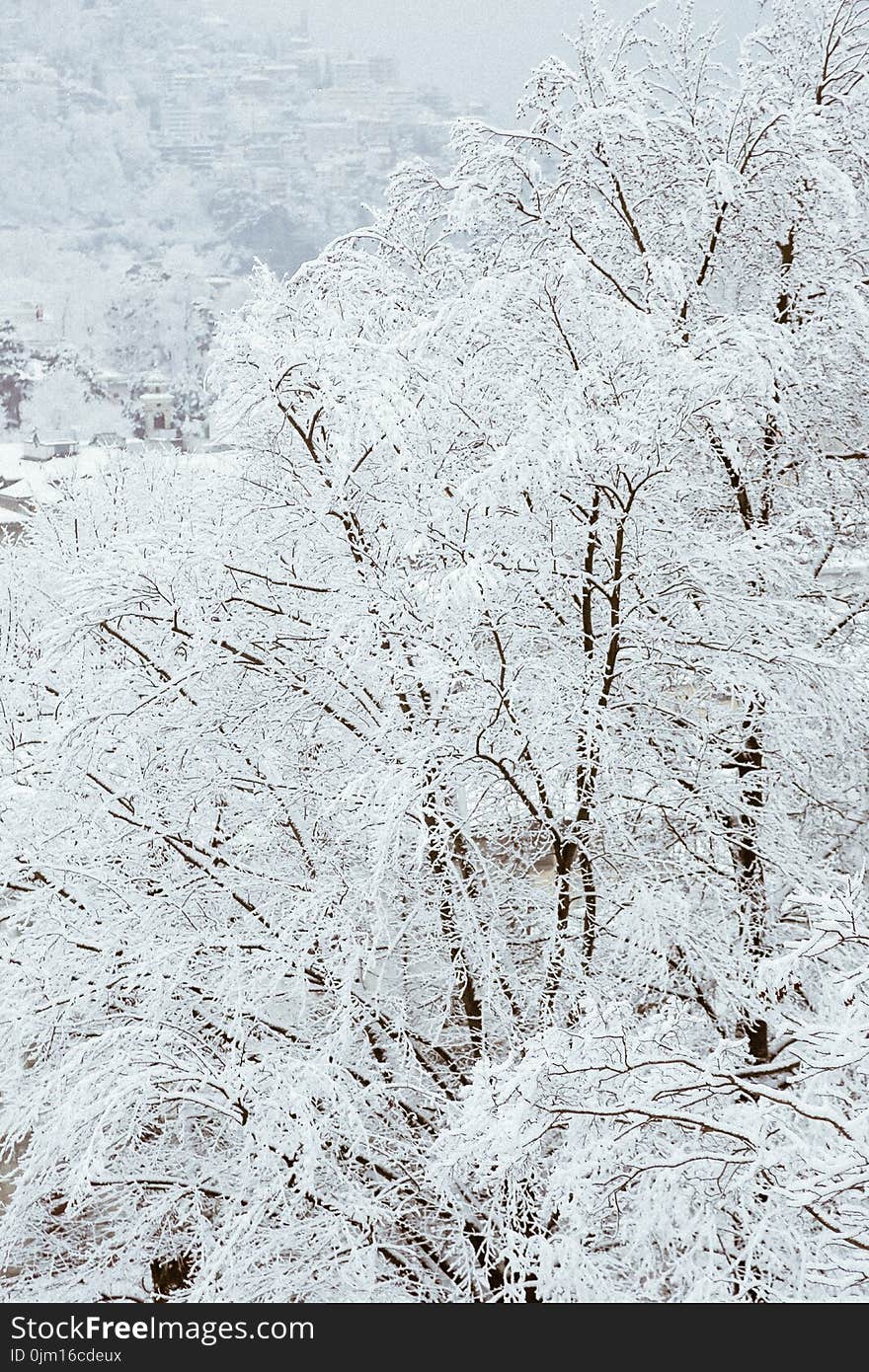 Snow Covered Trees