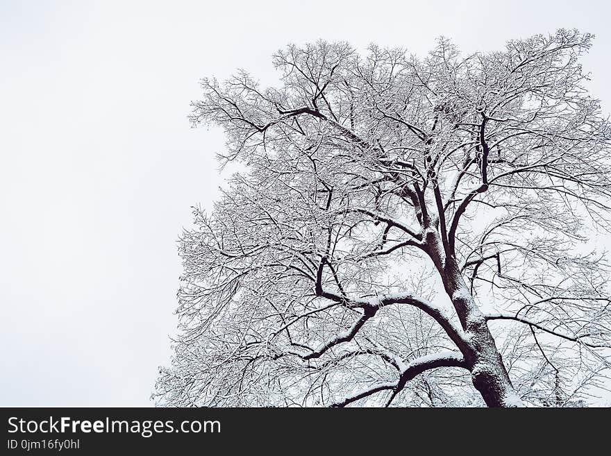 Snow Coated Tree Illustration