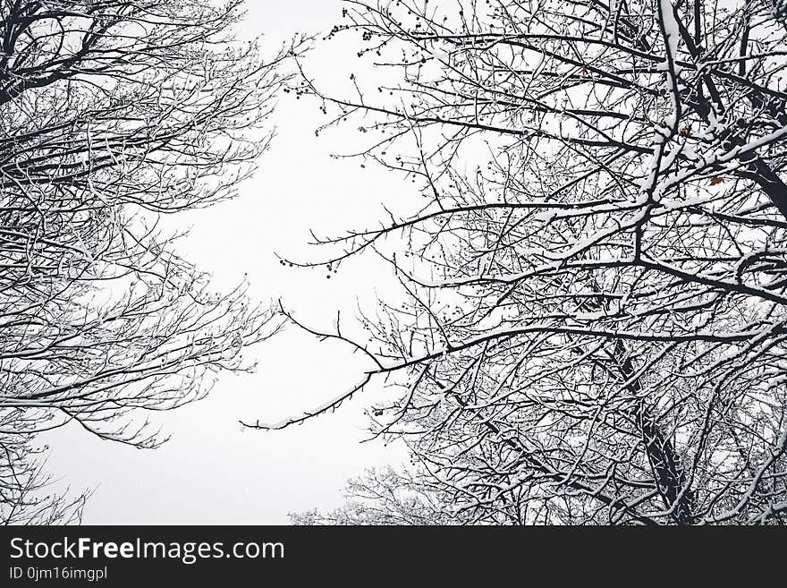 Low Angle Photography of Bare Tree during Winter Season