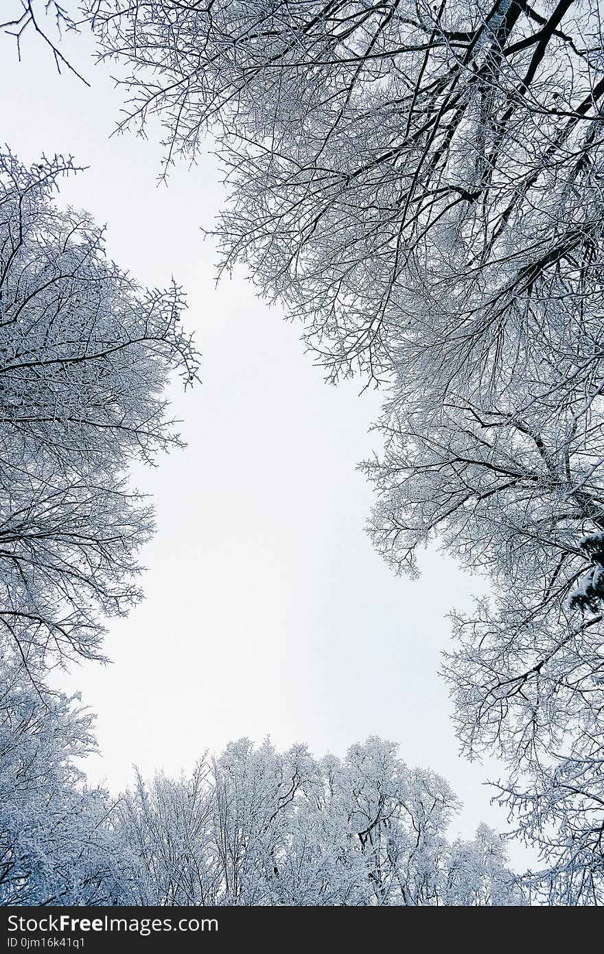 Worm-eye View of Trees