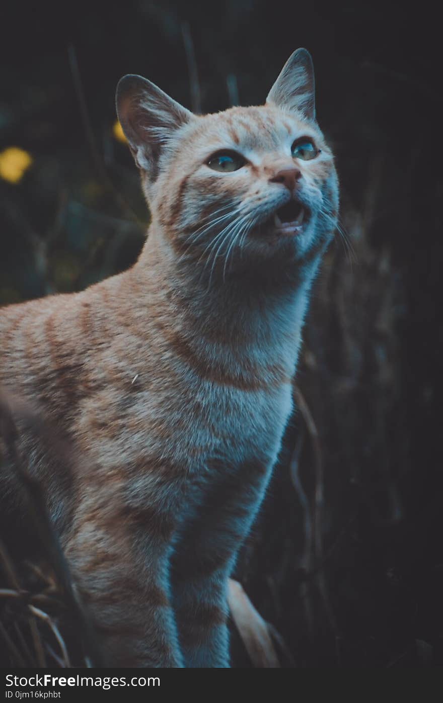 Short-coated Orange Tabby Cat