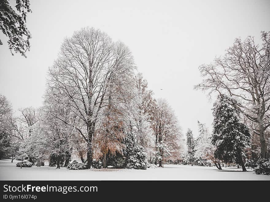 Photo of Trees Covered of Snow