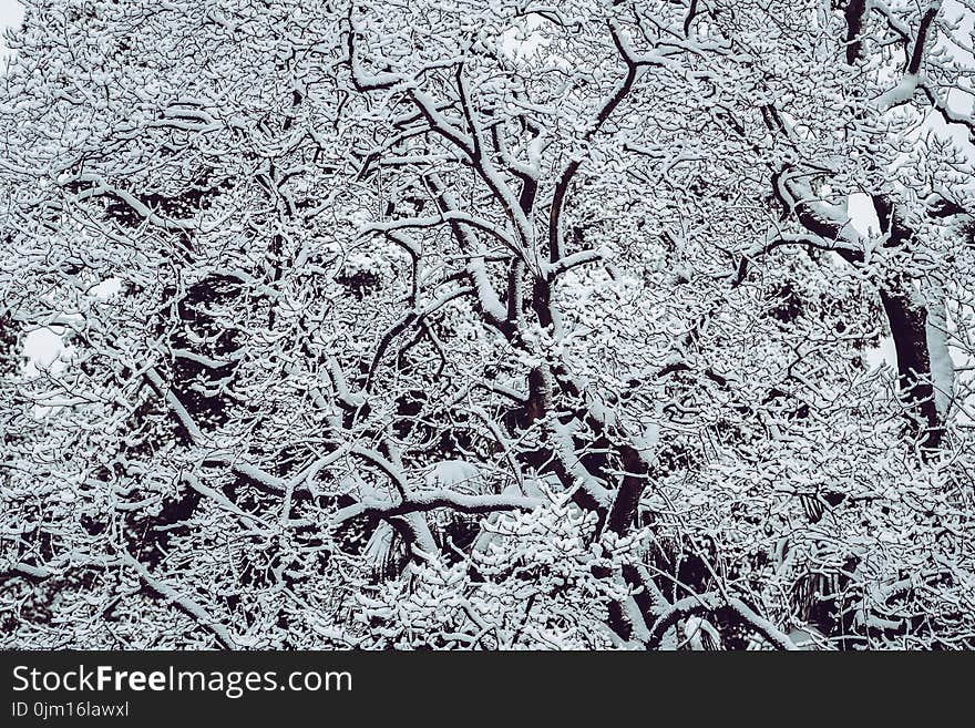 Snow Covered Bare Tree