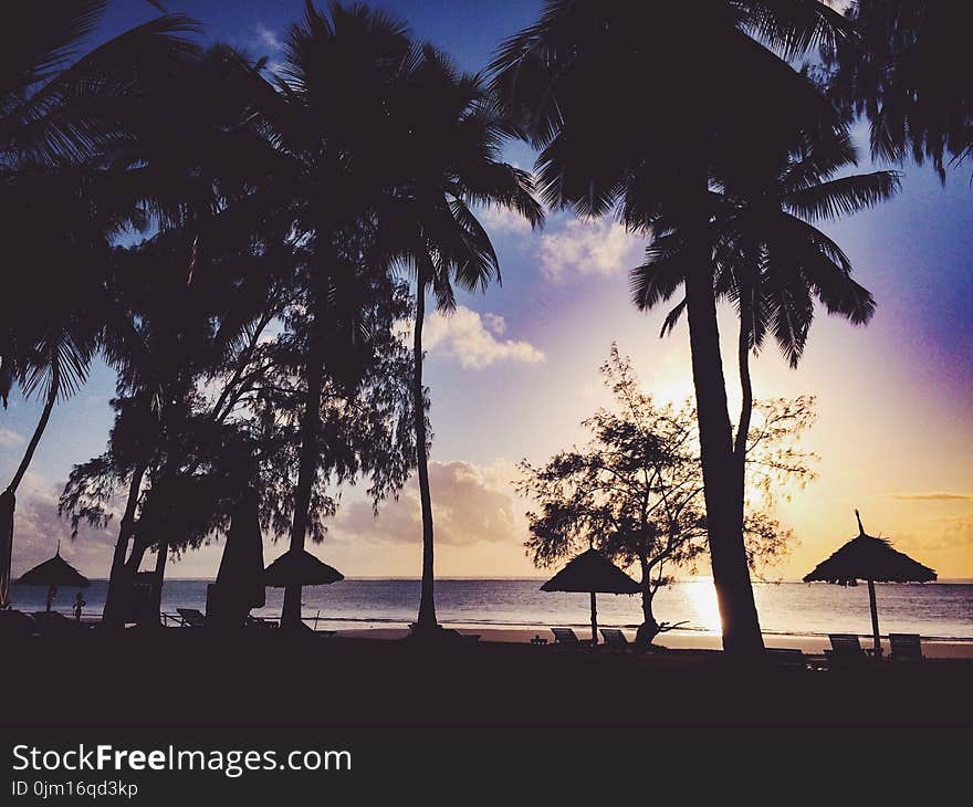 Silhouette Photo Of Trees