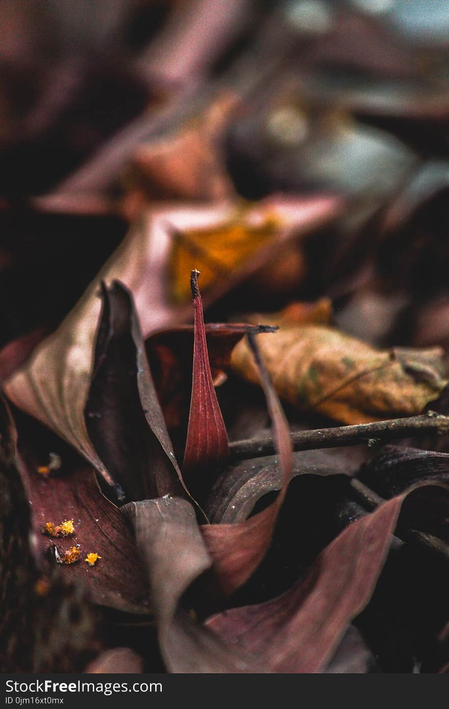 Brown Leaf Photo