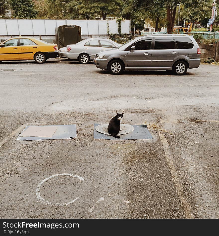 Black and White Cat on the Mat in a Distance of Gray Suv