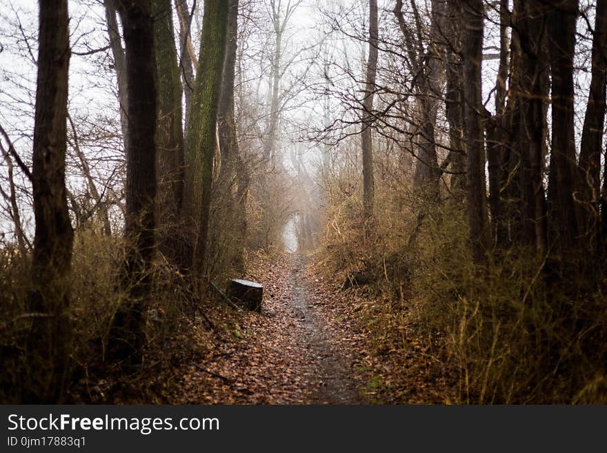 Photo of Dirt Pathway Between Trees