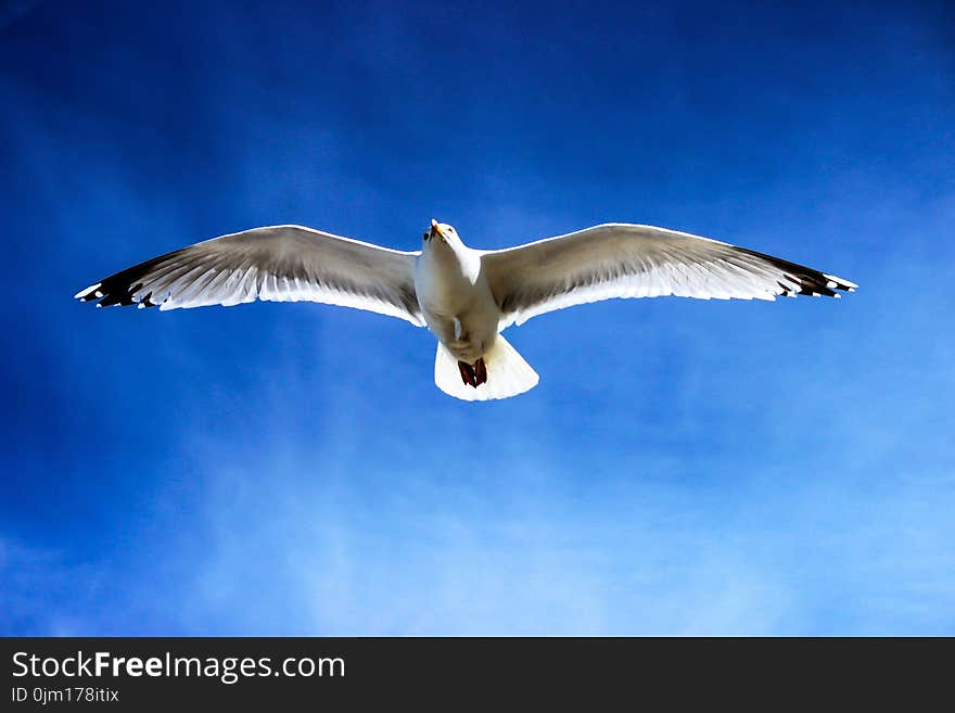 White Seagull Flying on Sky