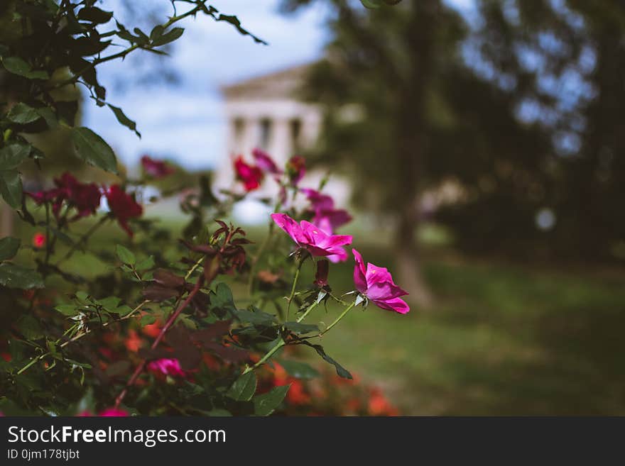 Pink Flower in Macro Shot Photography