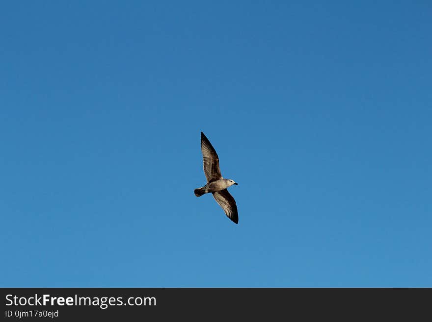 Flying Seagull