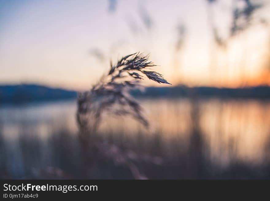 Shallow Focus Photography of Grey Wheat